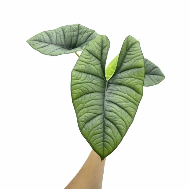 Plant and Stories Alocasia Platinum plante intérieur pot 6cm
