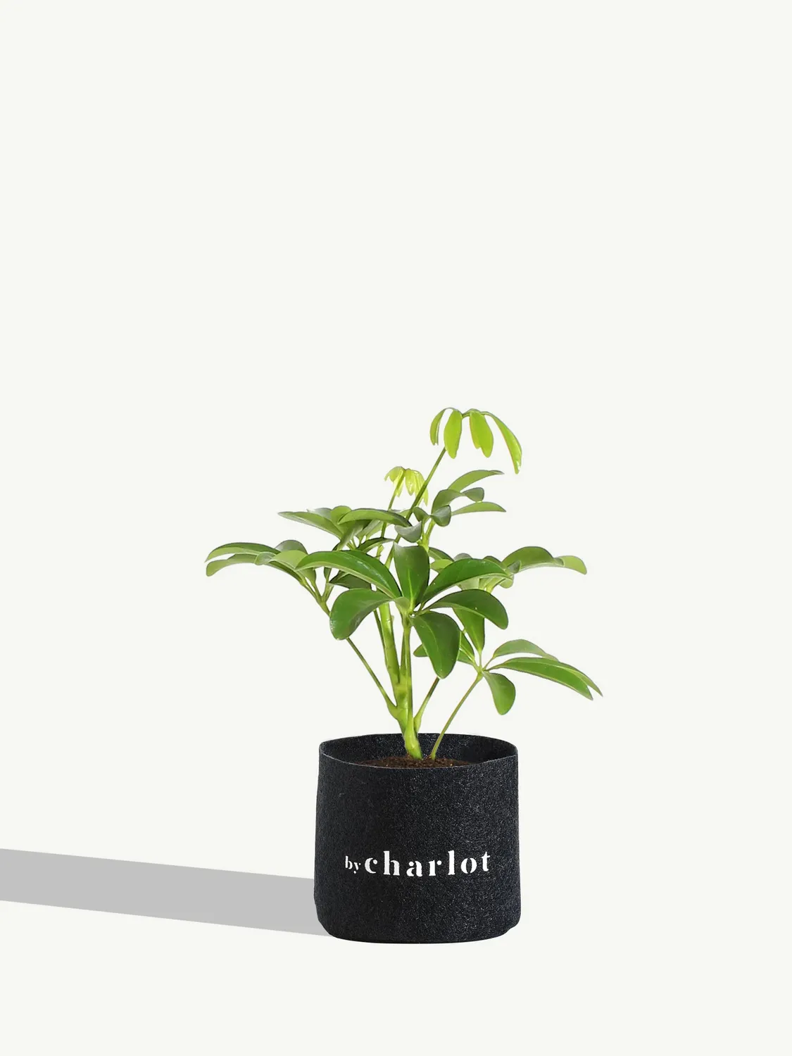 By Charlot La Pétillante Schefflera recharge XS céramique