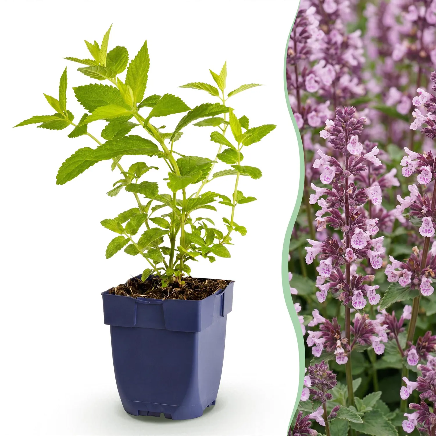 Plant and Stories Népéta Wild Orchid vivace lot 6 plants 11 cm