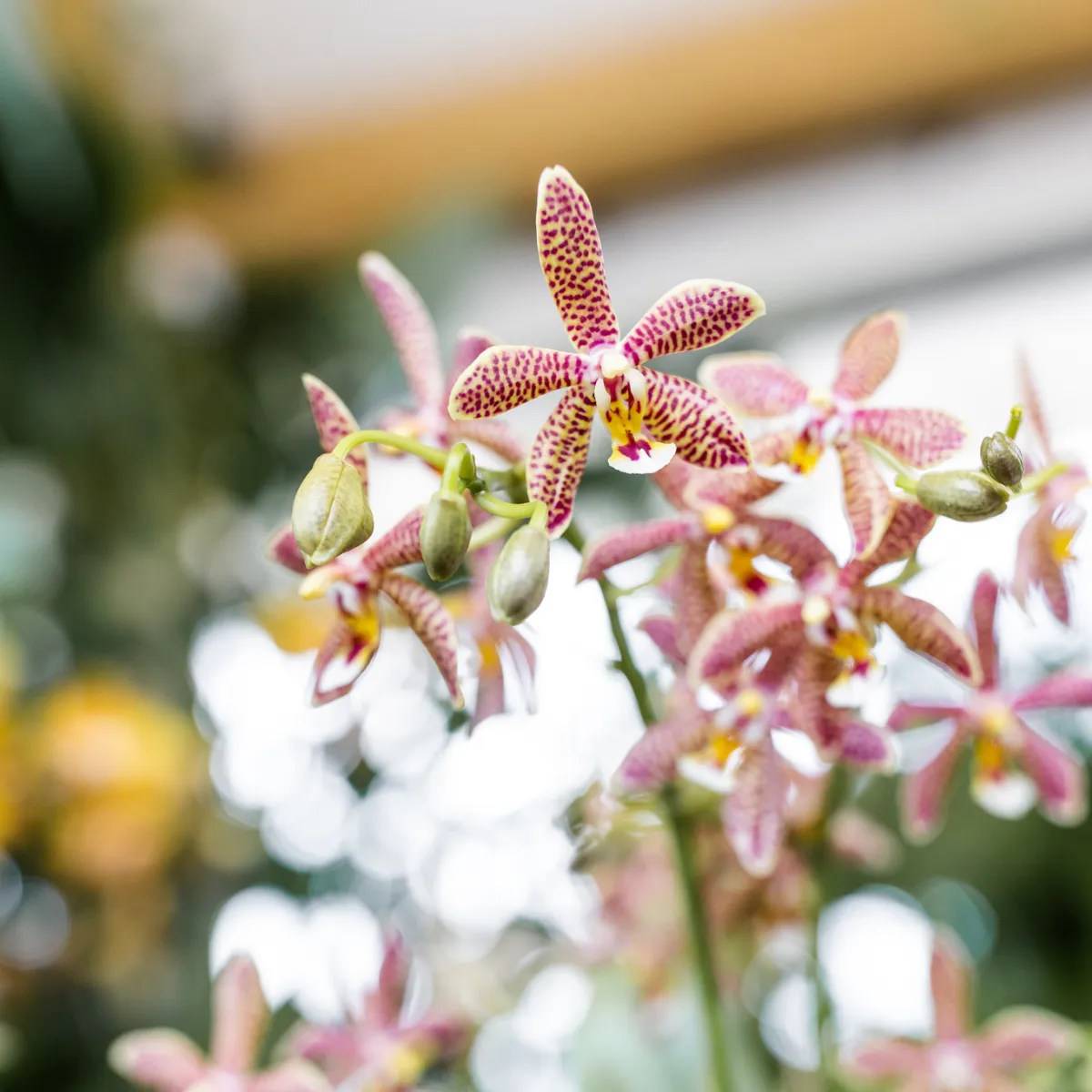 PLANT AND STORIES Phalaenopsis Spider orchidée pot 9 cm orange