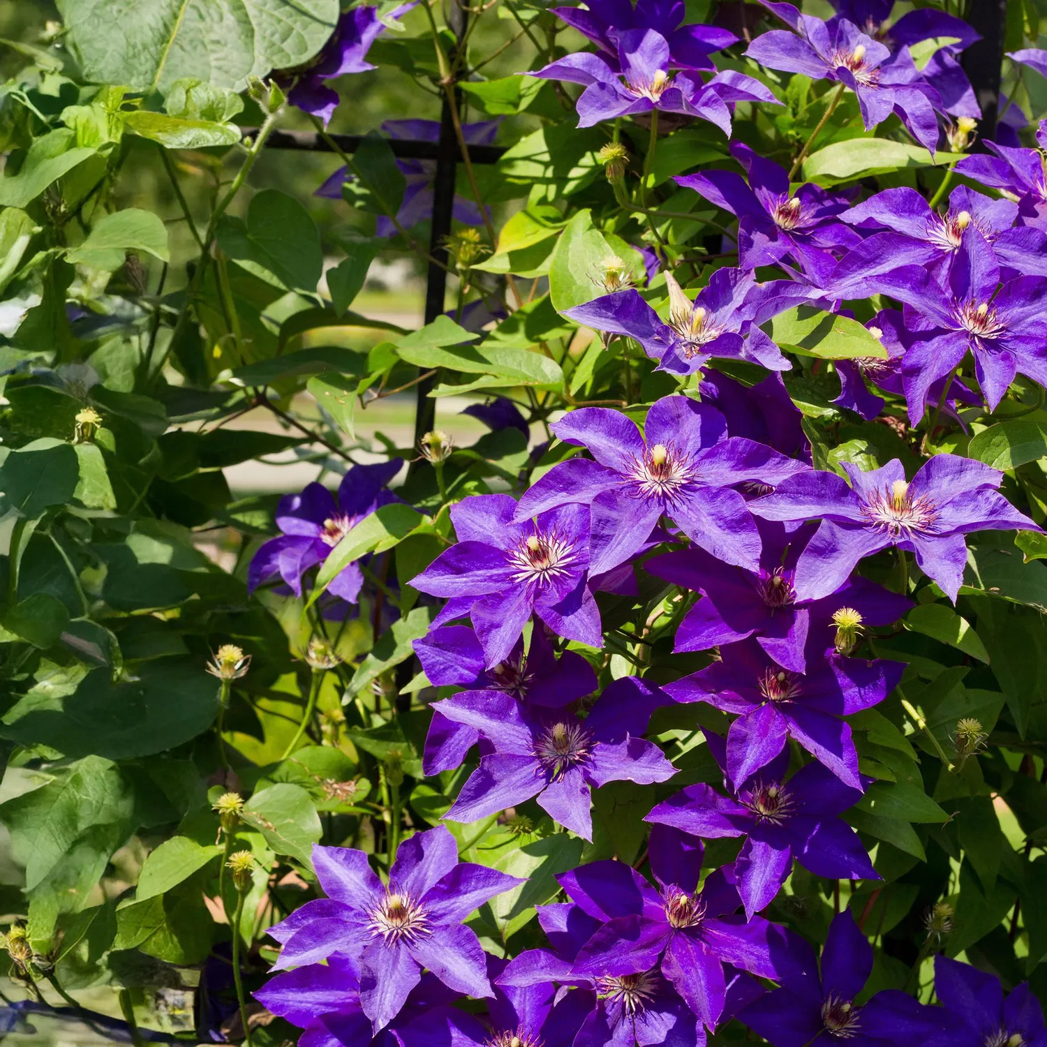 Plant and Stories Clématite The President grimpante violette 2pl