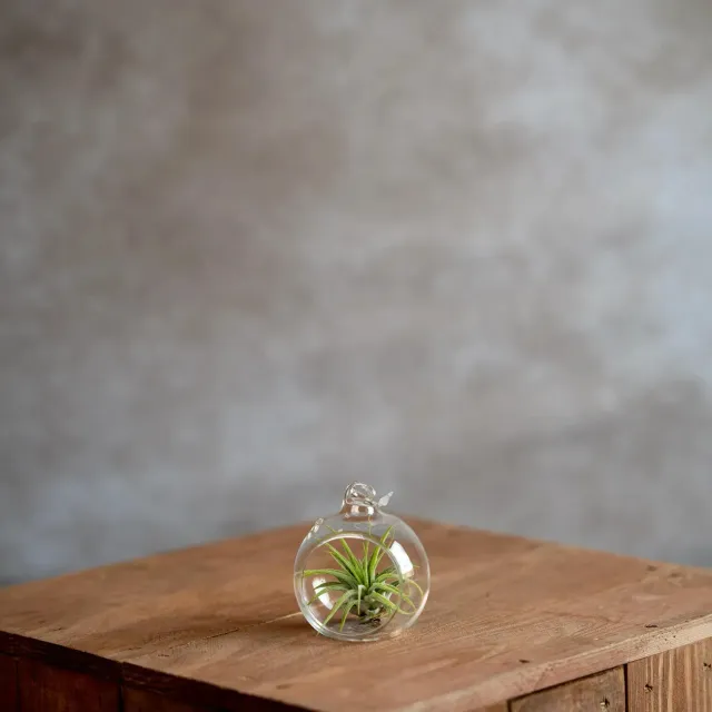 Airplantshop Boule verre 6 cm plante aérienne Ionantha