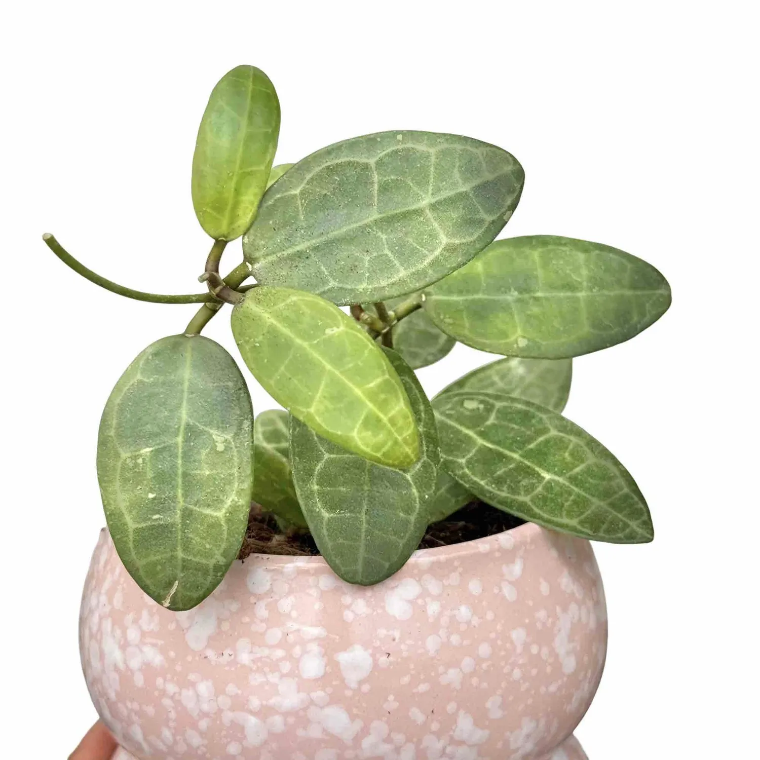Plant and Stories Elliptica hoya grimpante pot 9 cm