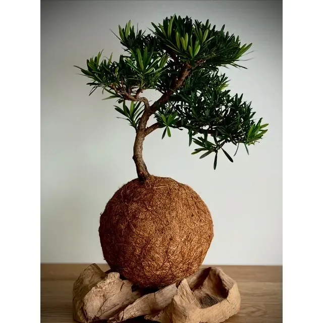 Oh My Green Podocarpus coco taille L cocodama ombre