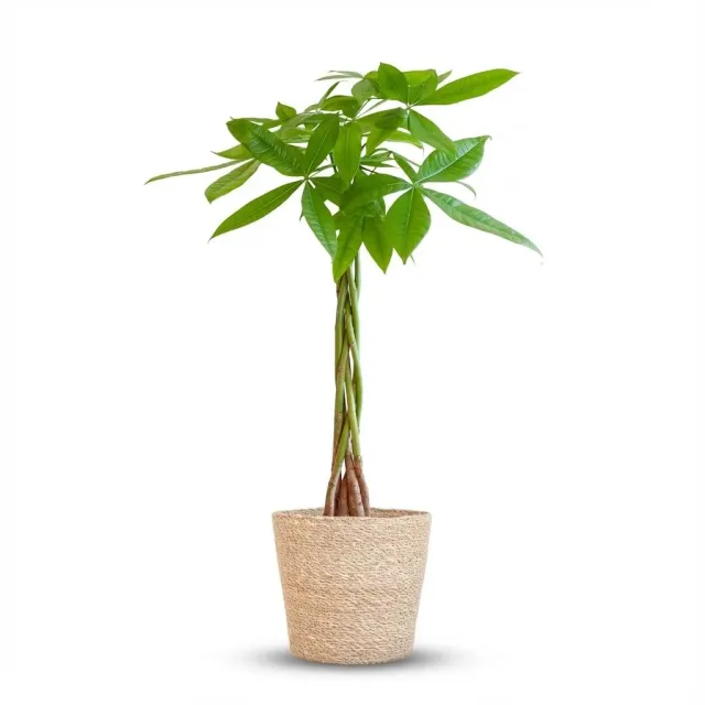 Plant and Stories Pachira Aquatica plante 80 cm cache-pot gris tressé