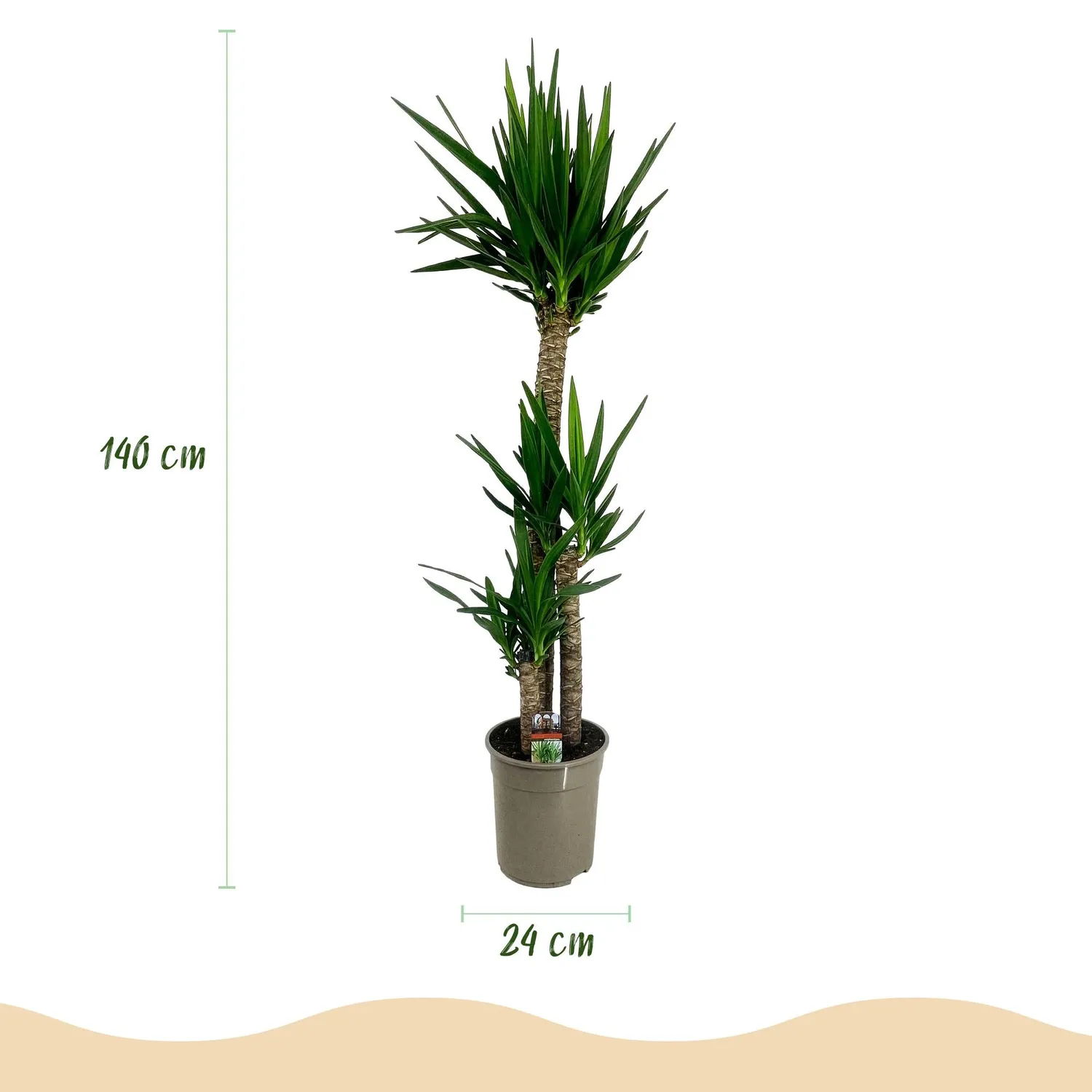 Plant and Stories Yucca Elephantipes plante d'intérieur 140 cm pot 24 cm XXL