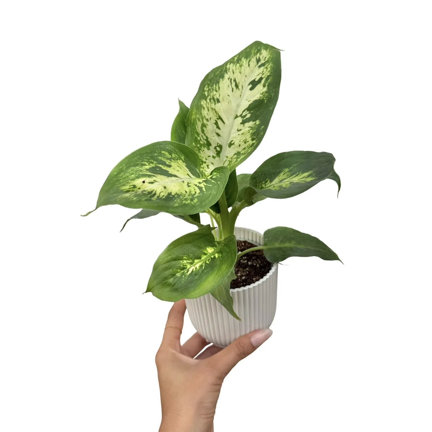 Plant and Stories Dieffenbachia Mars plante 12 cm
