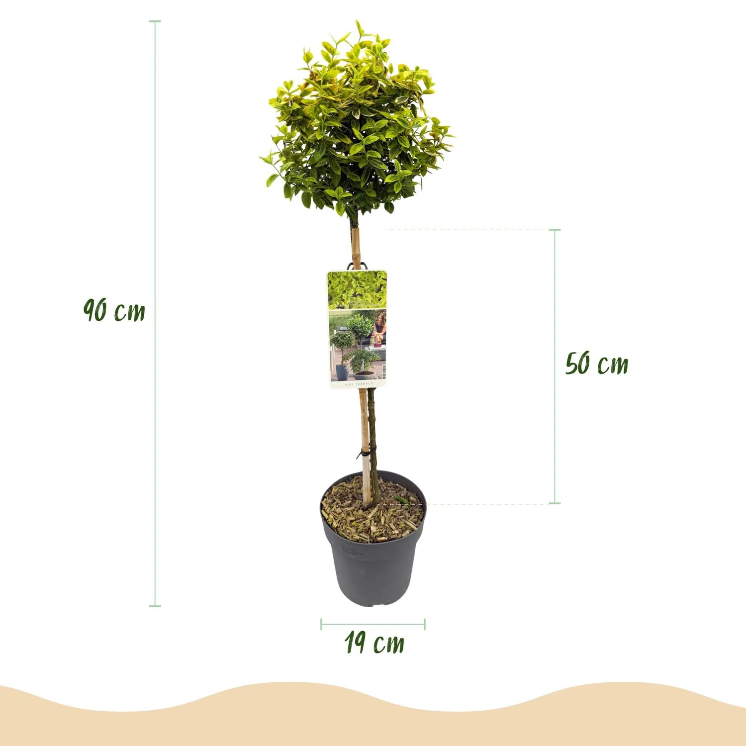 Plant and Stories Fusain Emerald Gold sur tige pot 19 cm 90 cm