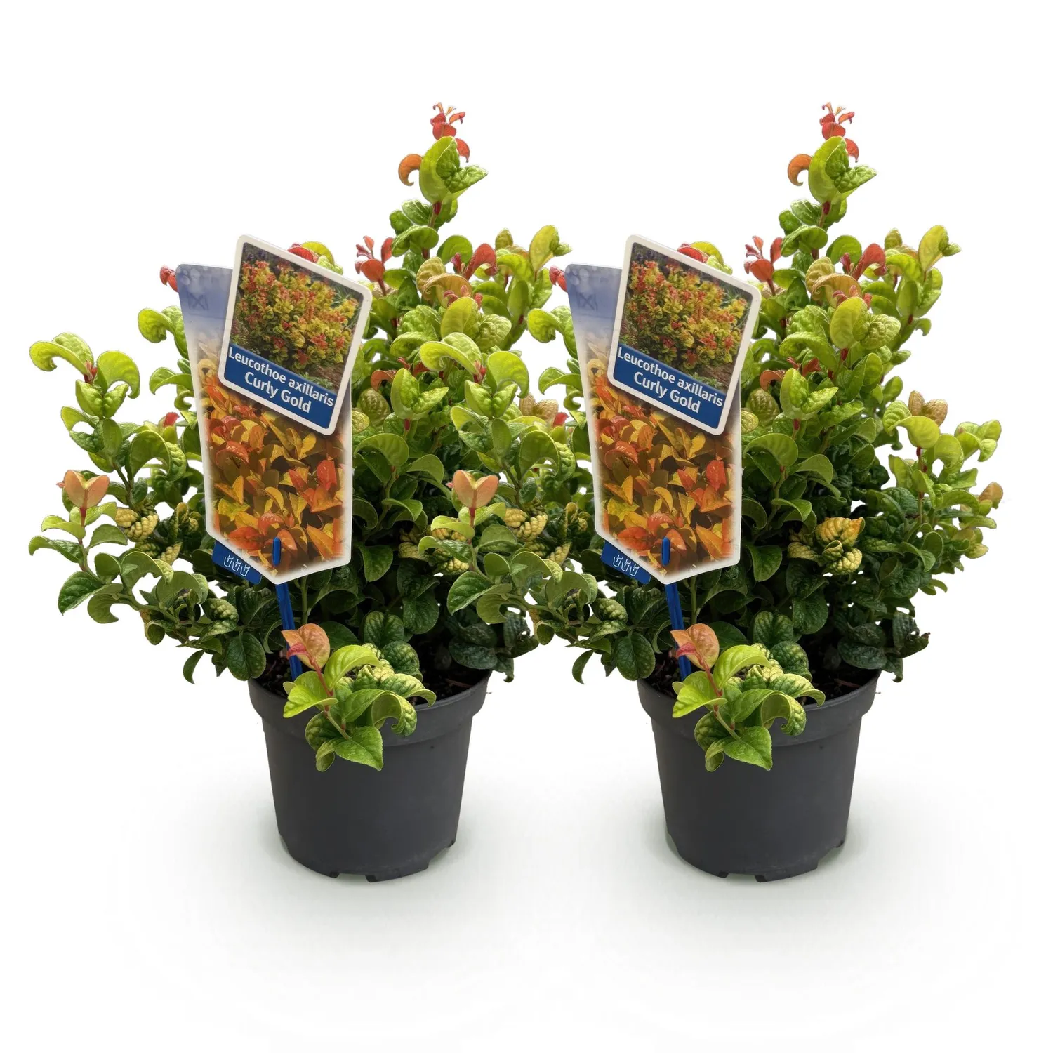 Plant and Stories Leucothoé Curly Gold arbuste 1 plant persistant