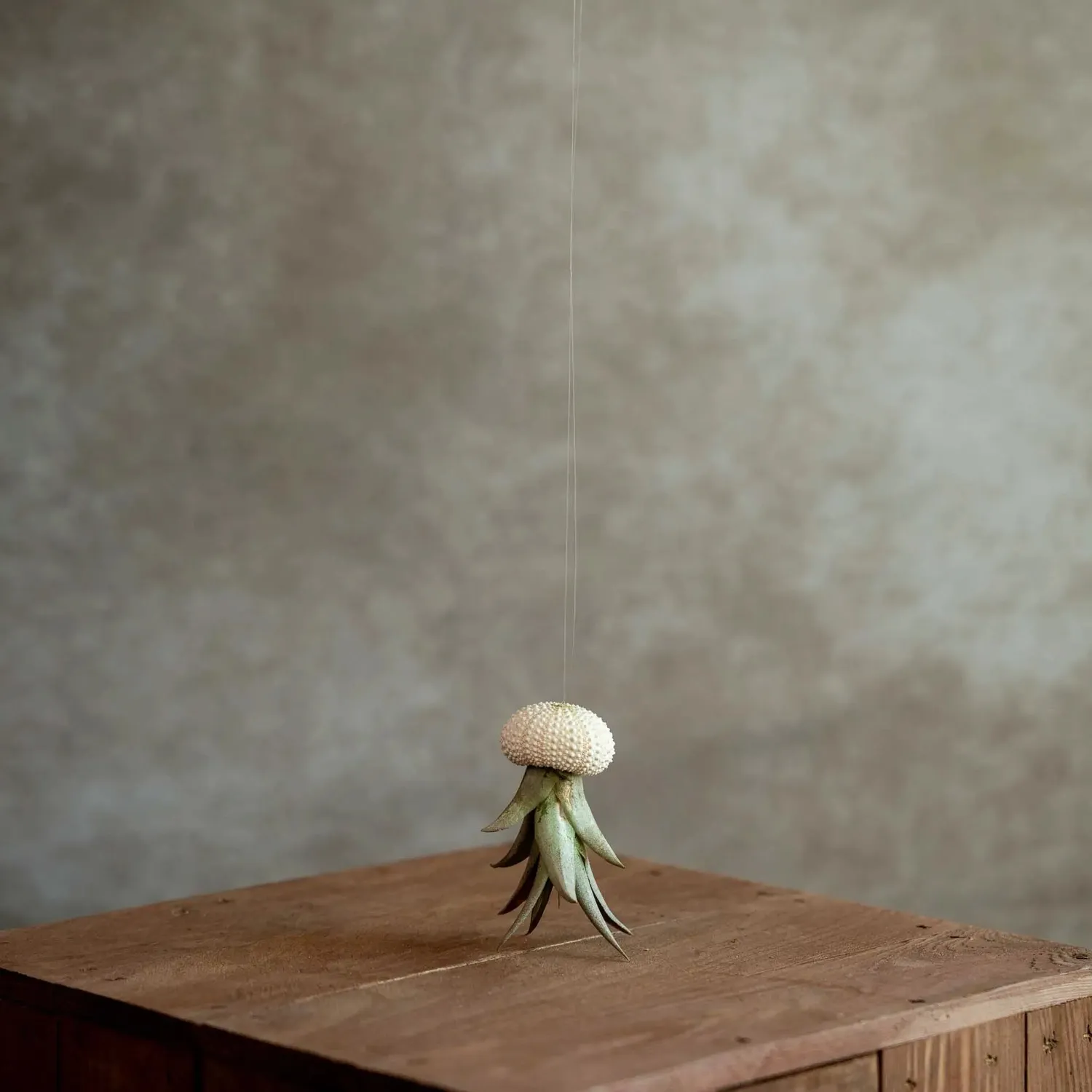 Airplantshop Jellyfish méduse blanche Small airplant