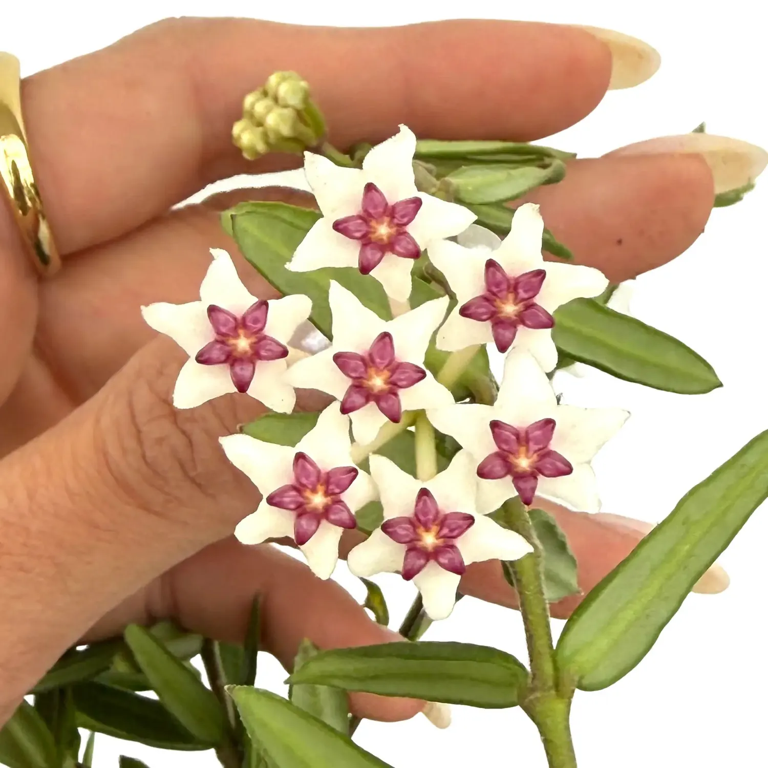 Plant and Stories Hoya Engleriana plante grimpante pot 6 cm