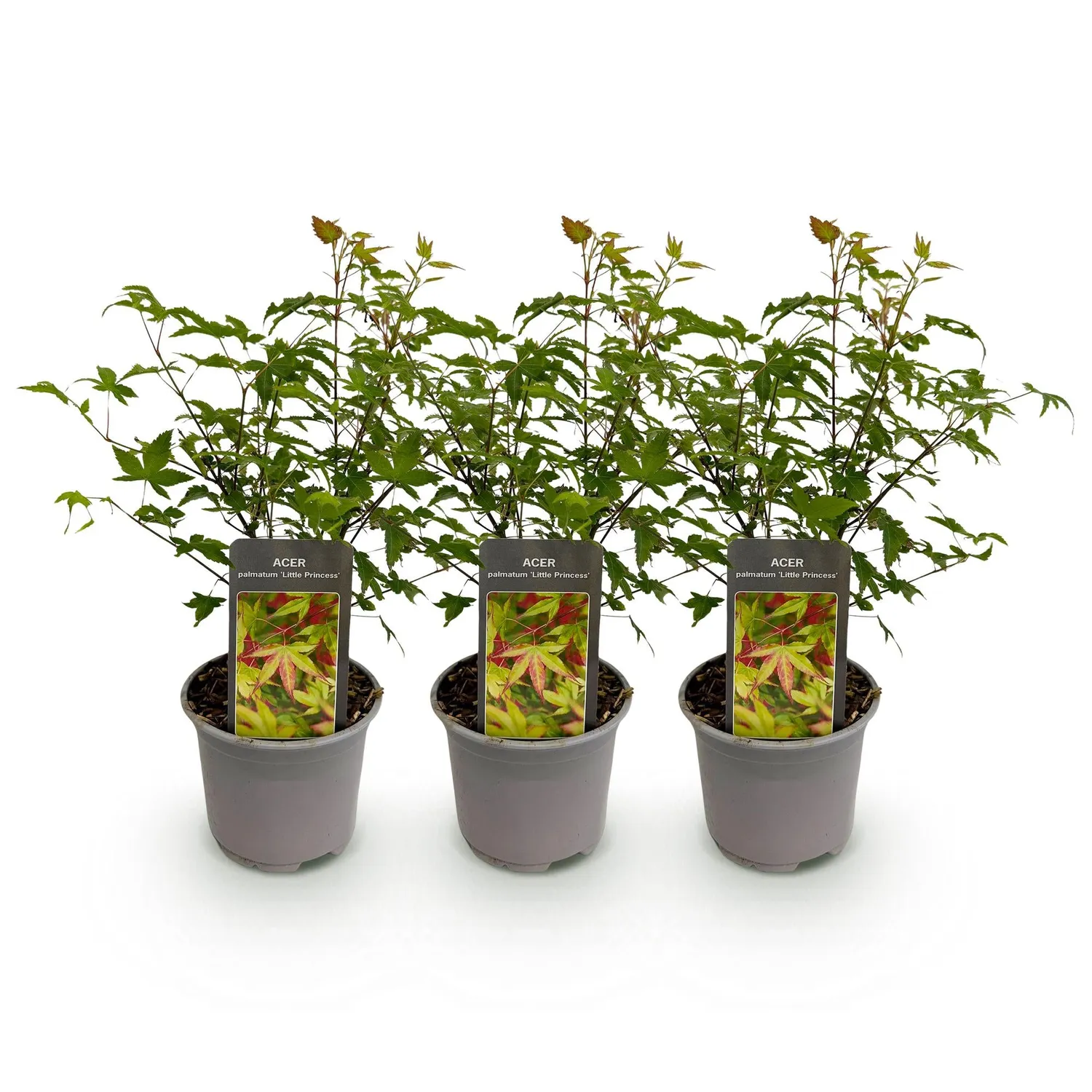 Plant and Stories Little Princess érable 1 pot 12 cm compact