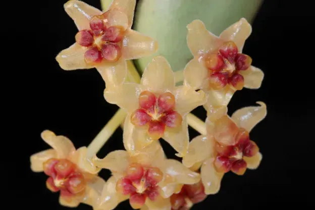 Plant and Stories Hoya Burmanica Long Leaves plante pot 9 cm