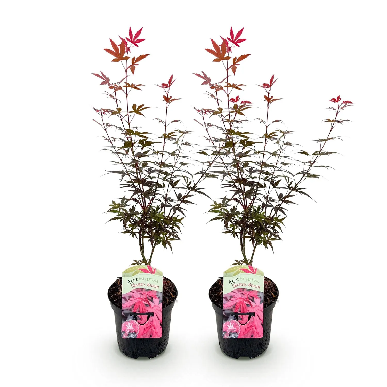 Plant and Stories Érable Skeeter's Broom arbuste pot 19 cm pourpre