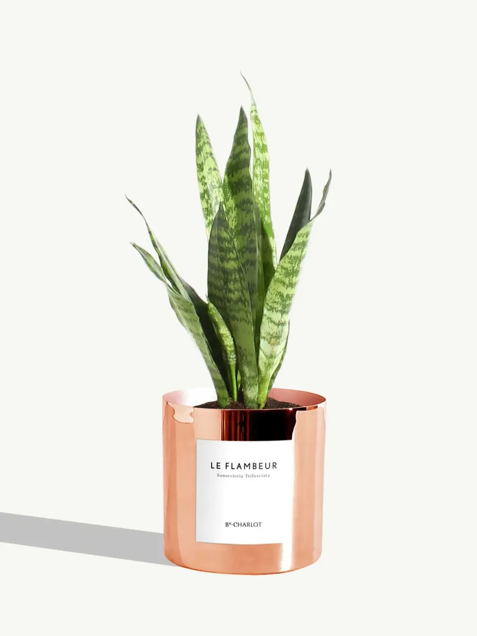 By Charlot Le Flambeur sansevieria plante pot 10 cm