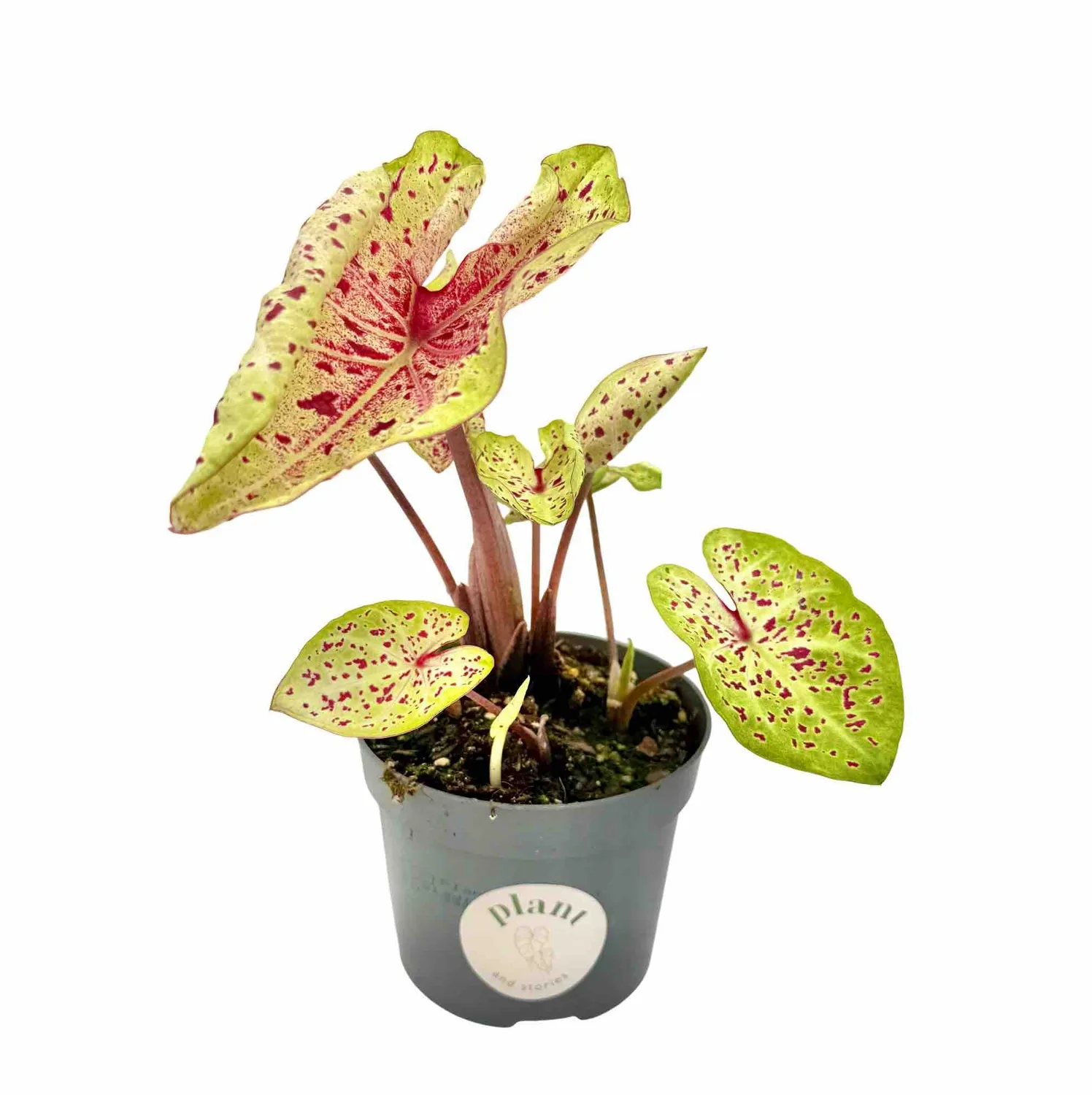 Plant and Stories Caladium Miss Muffet plante 13 cm feuillage rose