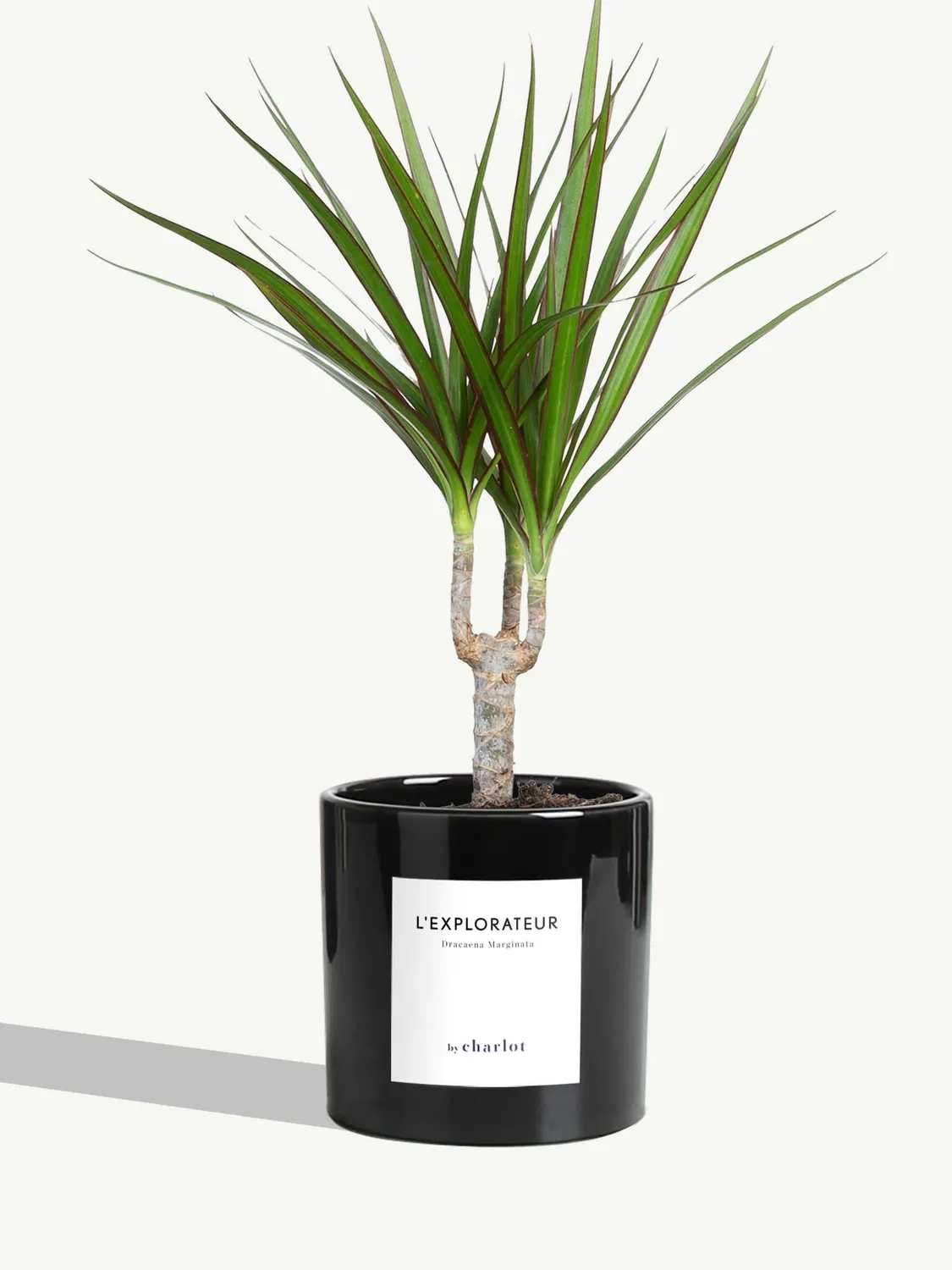By Charlot L'Explorateur plante Dracaena Marginata S