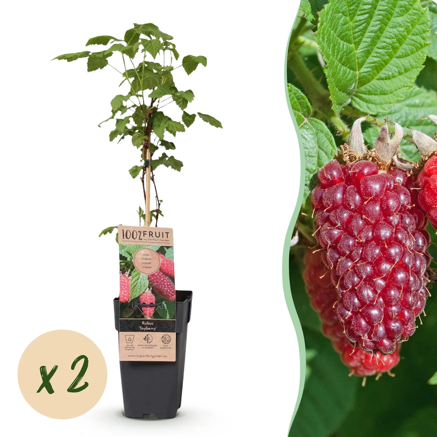 Plant and Stories Tayberry mûre fruitier lot 2 pot 15cm
