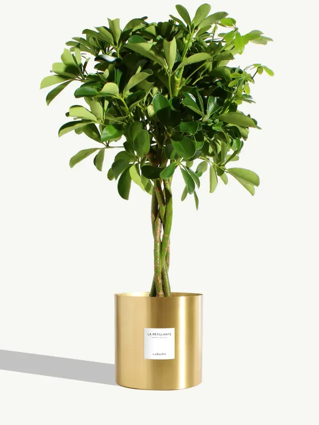 By Charlot La Pétillante plante très grande pot laiton or