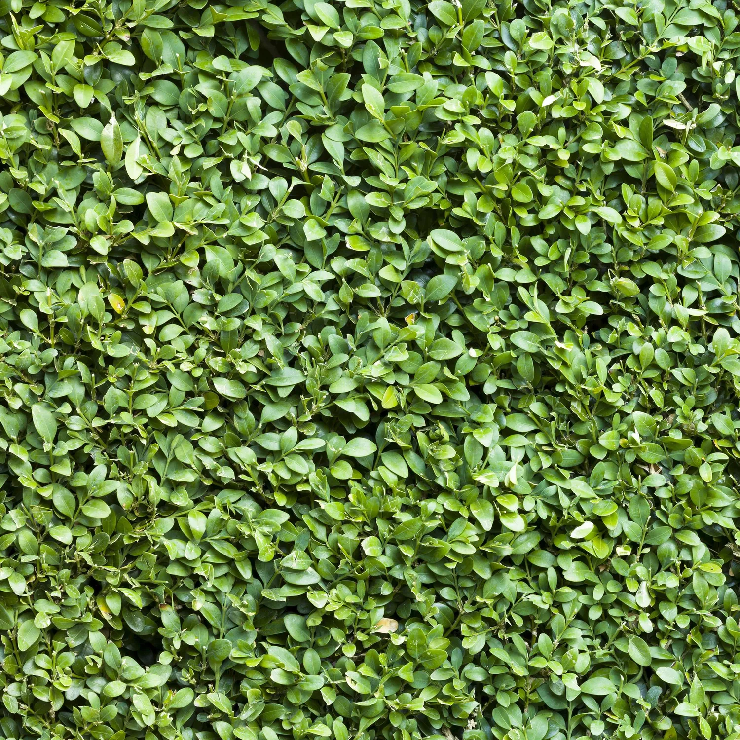 Plant and Stories Buis Buxus Sempervirens haie lot 6 persistante