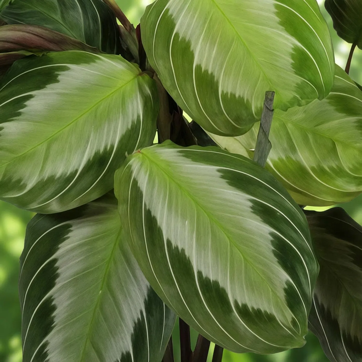 Plant and Stories Fascinator Silverband maranta pot 12 cm argenté