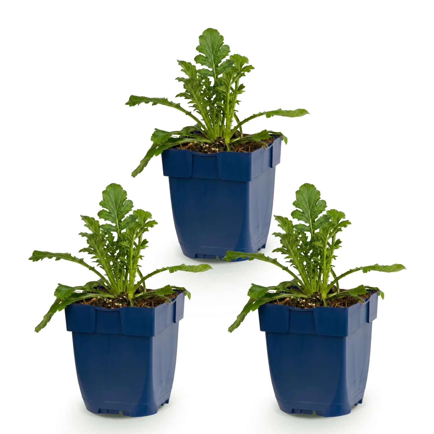 Plant and Stories Scabieuse Butterfly Blue vivace pot 11 cm bleue