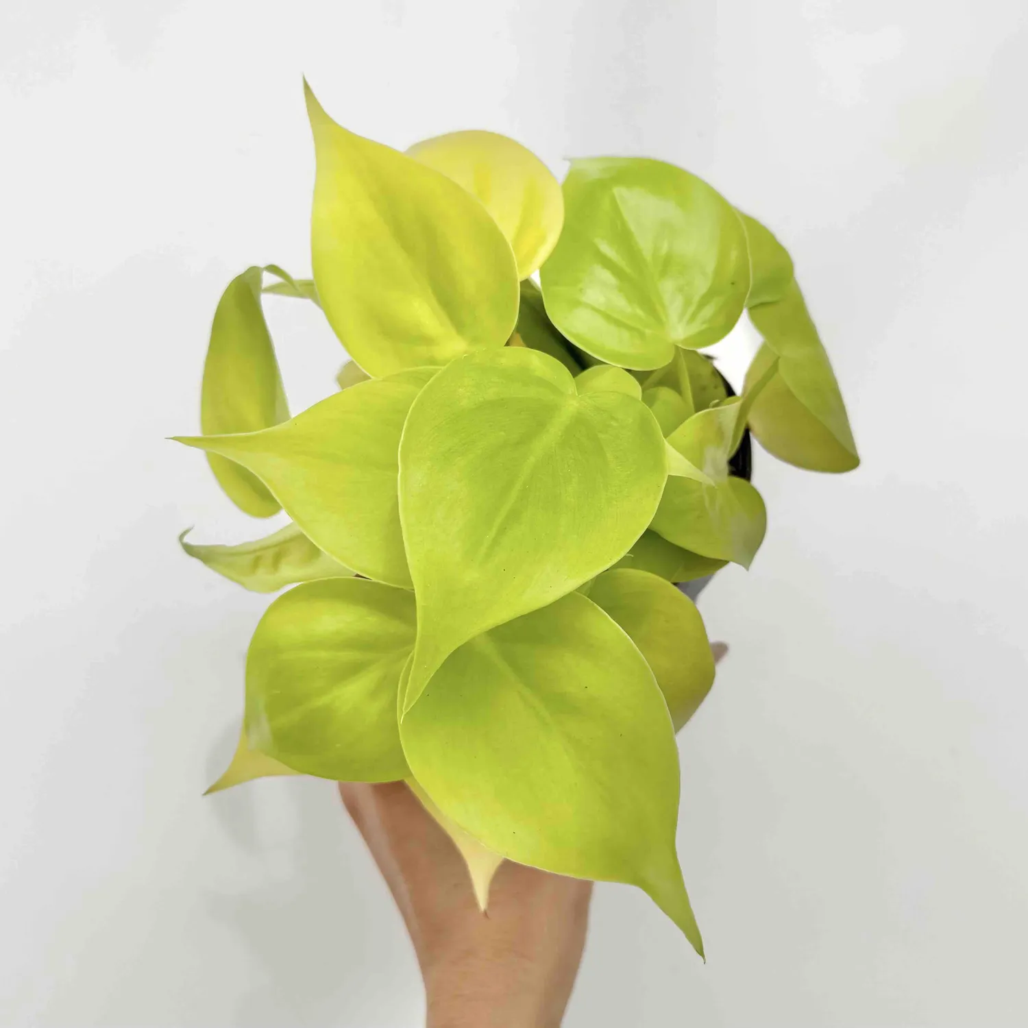 Plant and Stories Philodendron Scandens Lemon Lime pot 12 cm