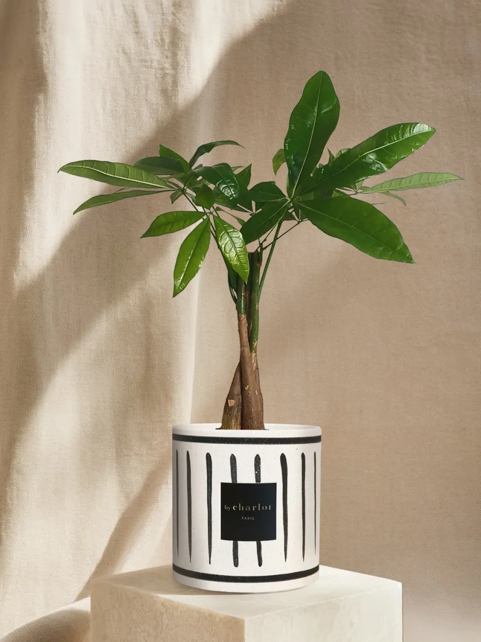 By Charlot L'Aviateur plante d'intérieur céramique noire