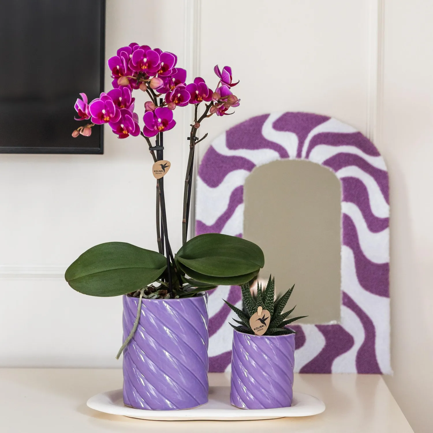 Plant and Stories Phalaenopsis Morelia orchidée violette pot 9 cm