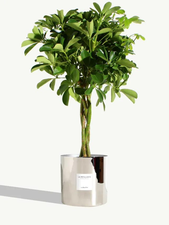 By Charlot La Pétillante plante très grande argent