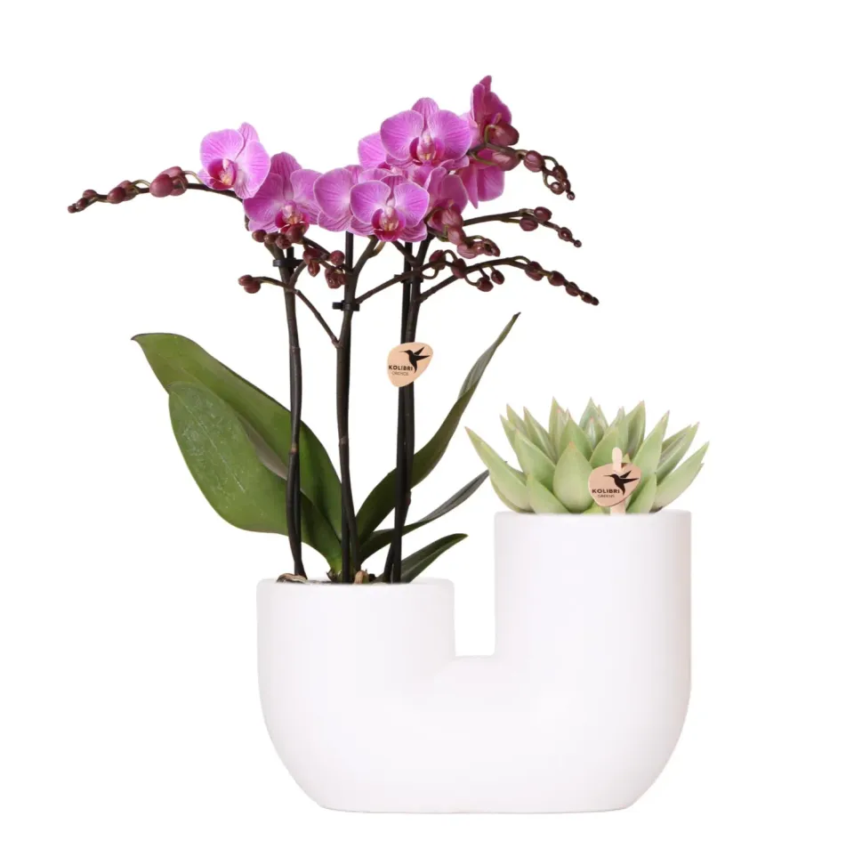 Plant and Stories Vienna orchidée rose coffret pot 9 cm