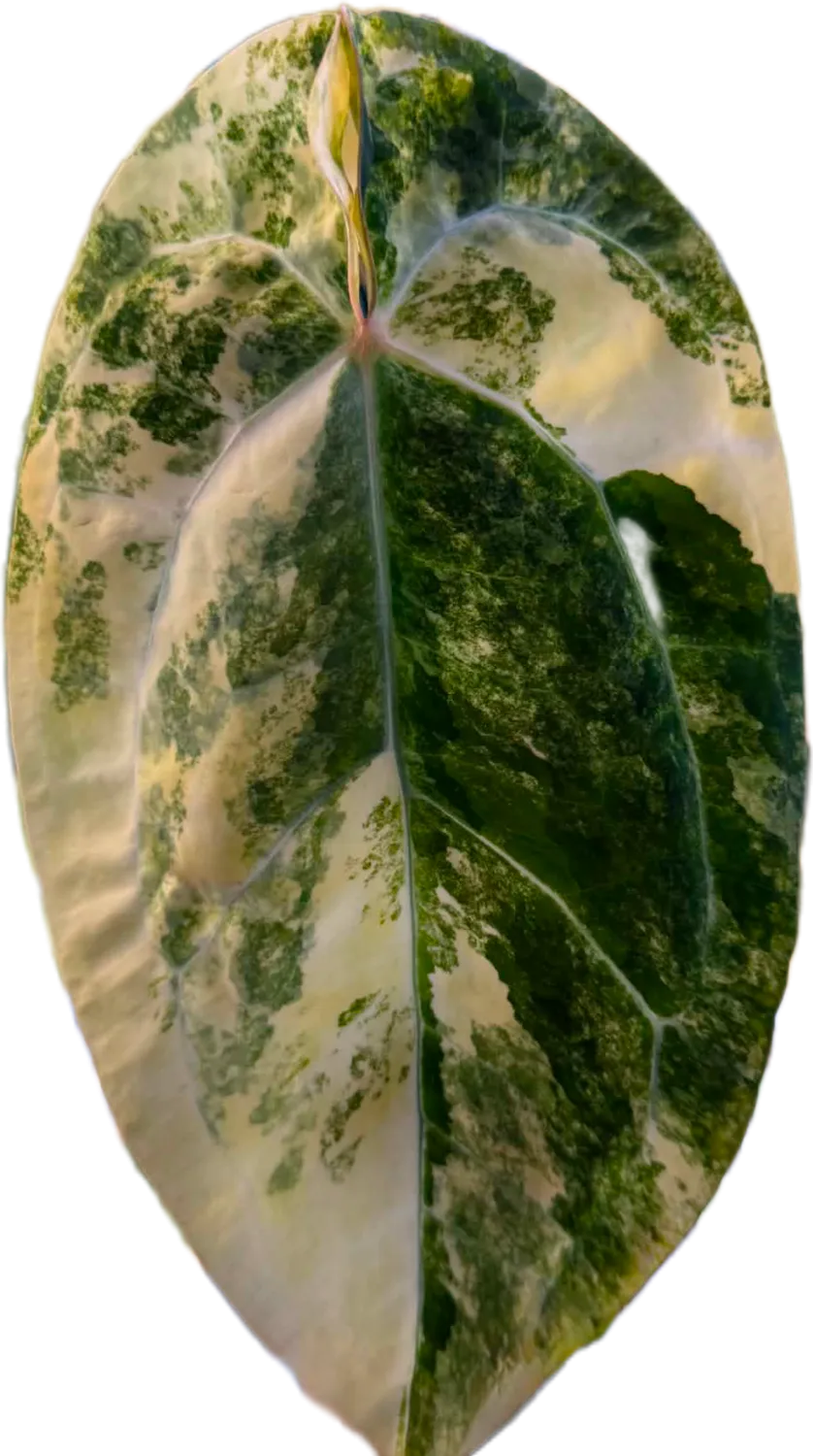 plant.ess Anthurium Portillae kit semis + pot auto-arrosant