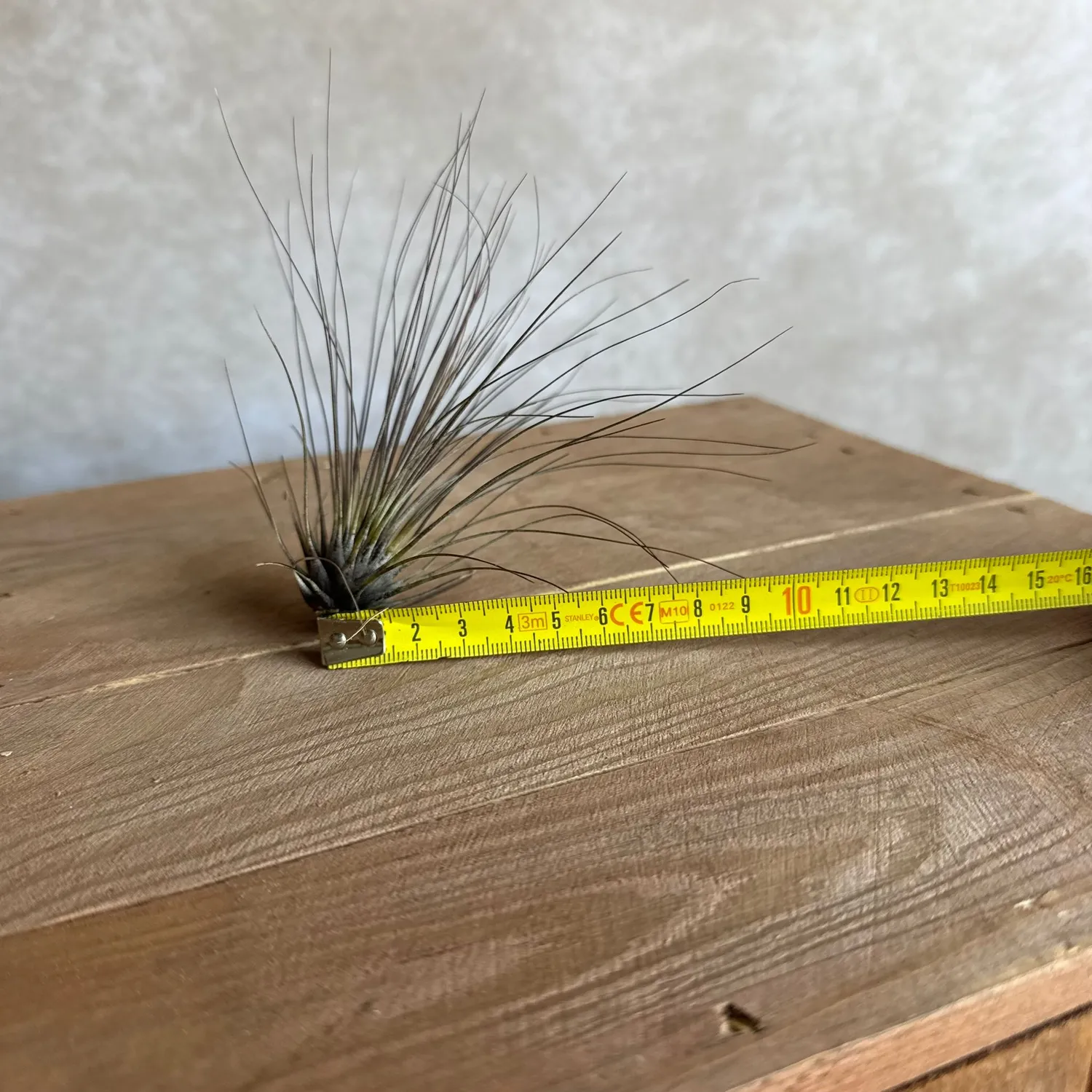 Airplantshop Tillandsia filifolia plante aérienne fine 10-12 cm
