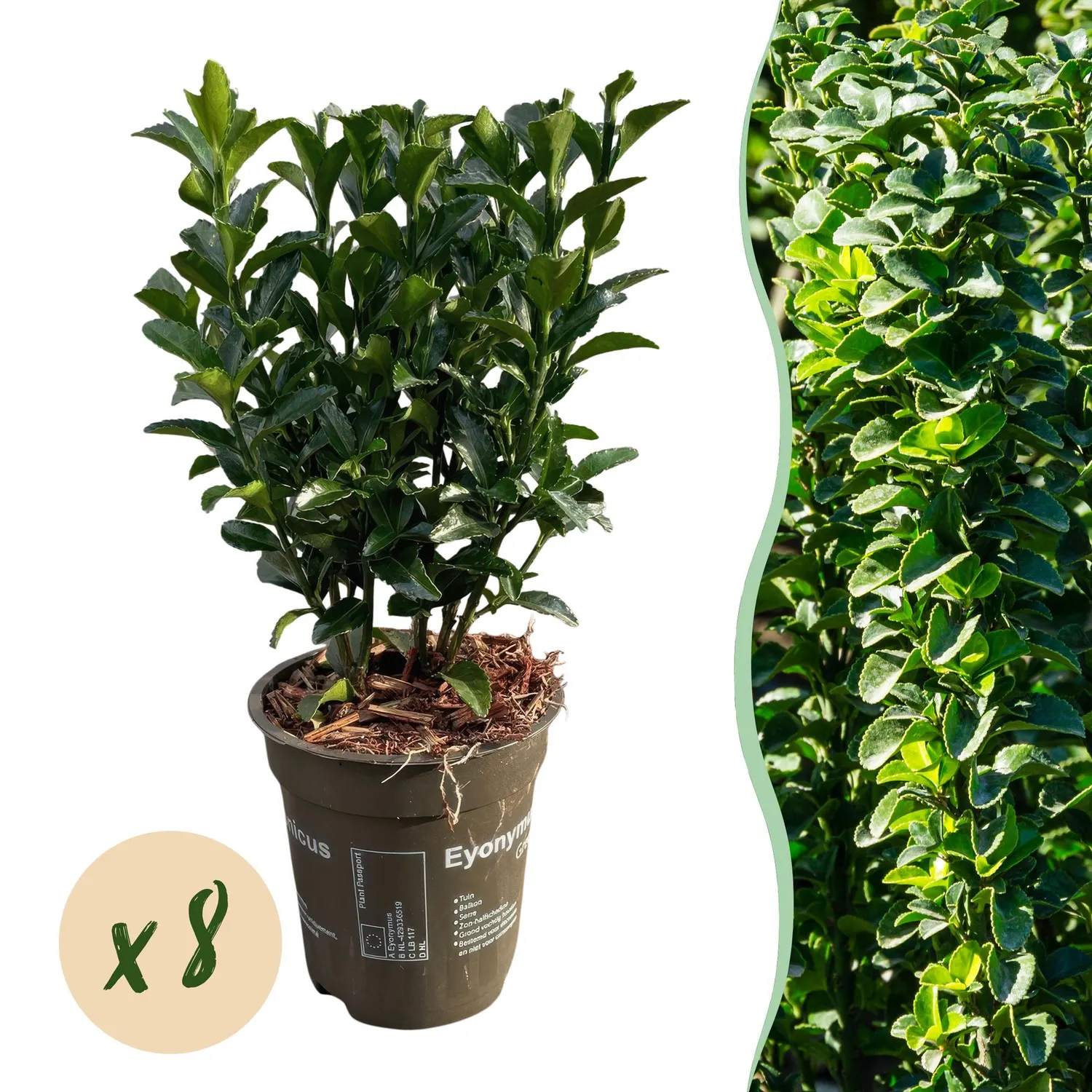 Plant and Stories Fusain Green Spire haie persistante 8 plants 9cm