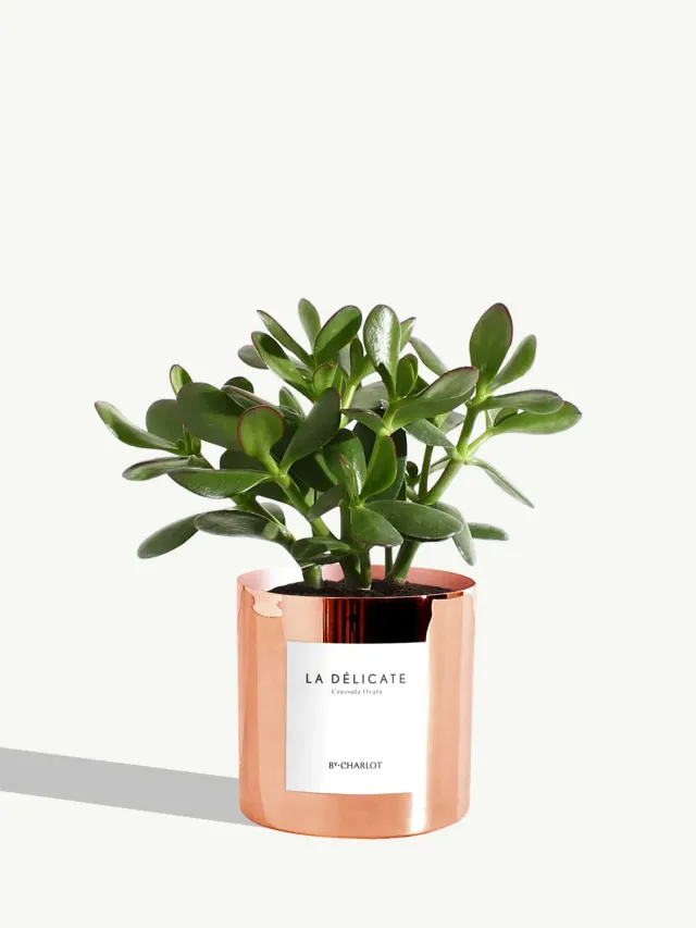 By Charlot La Délicate plante succulente pot 10 cm crassula
