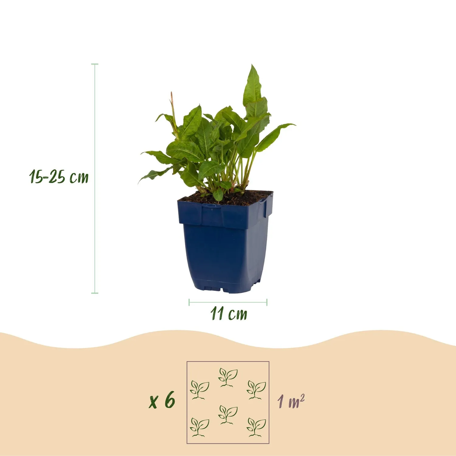 Plant and Stories Rosea renouée vivace 1 plant ombre