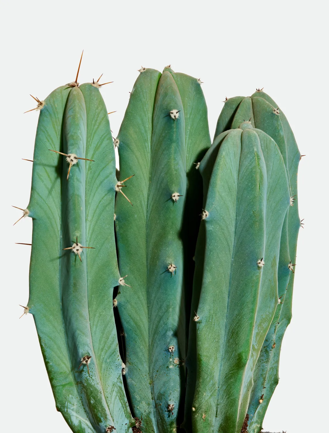 By Charlot Le Poète cactus myrtillocactus taille S