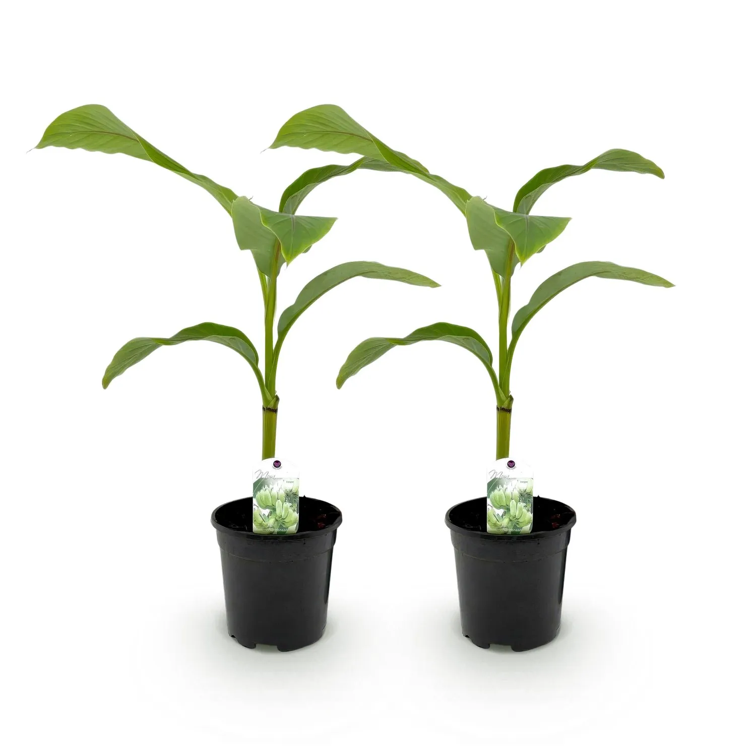 Plant and Stories Musa Basjoo bananier pot 17cm rustique