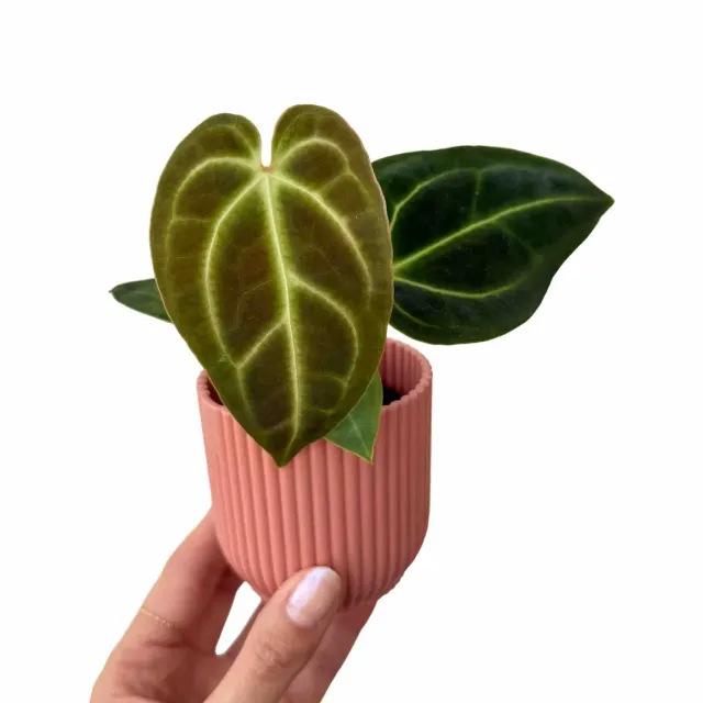 Plant and Stories Regale anthurium pot 6 cm nervures argentées