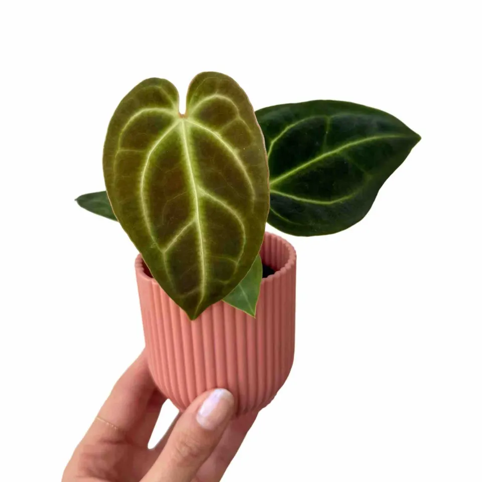 Plant and Stories Regale anthurium pot 6 cm nervures argentées