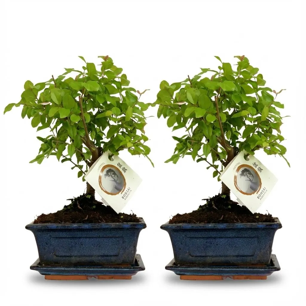 Plant and Stories Bonsaï Boule plante d'intérieur 25-30 cm céramique