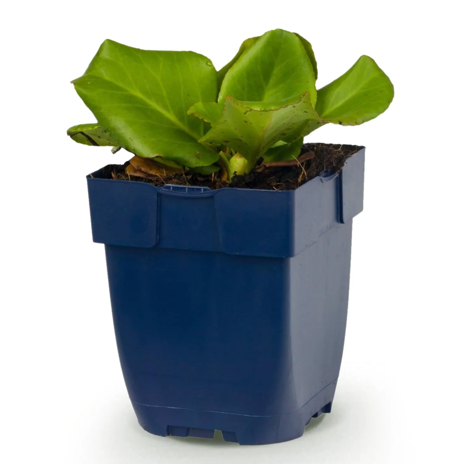 Plant and Stories Bergenia cordifolia vivace ombre 6 plants 25 cm