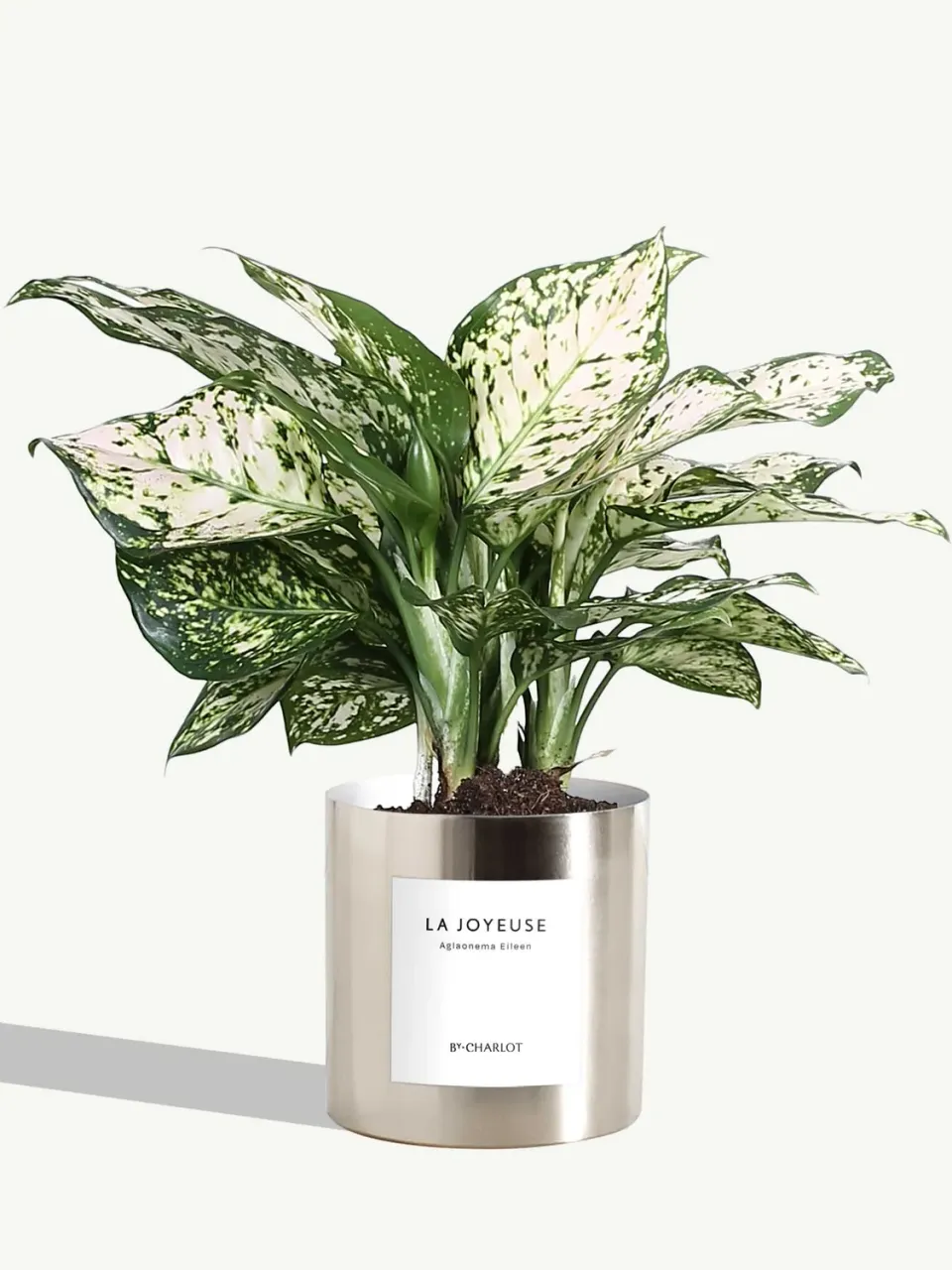 By Charlot plante La Joyeuse plante verte