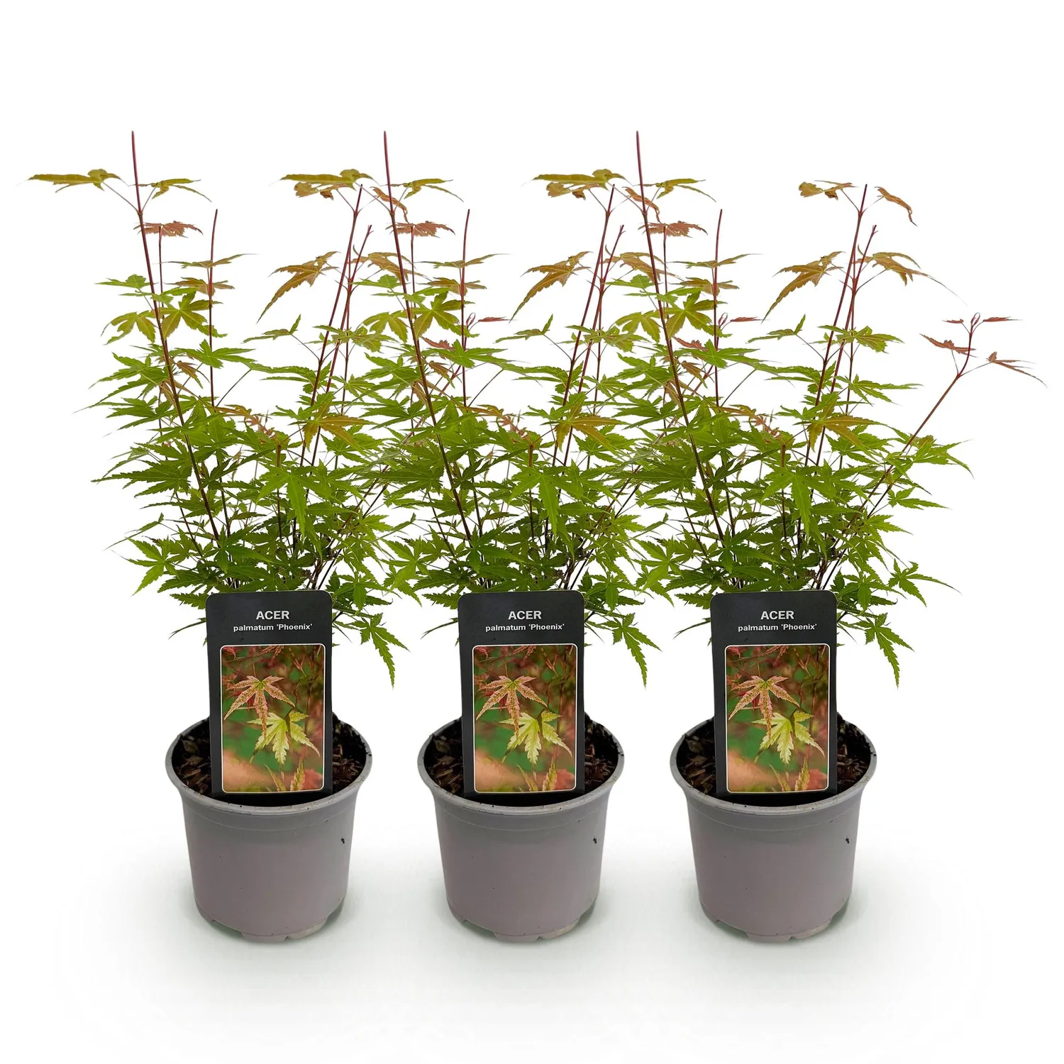 Plant and Stories Érable Japon Phoenix arbuste pot 12 cm orange