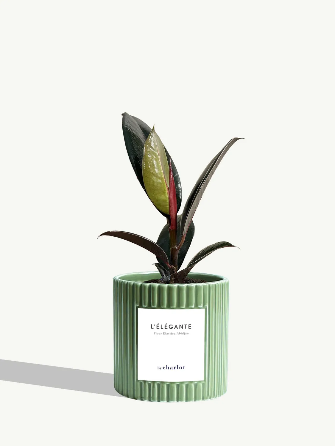 By Charlot L'Élégante plante verte facile
