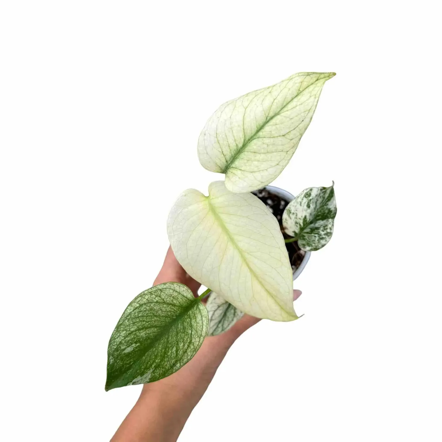 Plant and Stories Monstera Deliciosa Mint plante pot 9 cm panachée