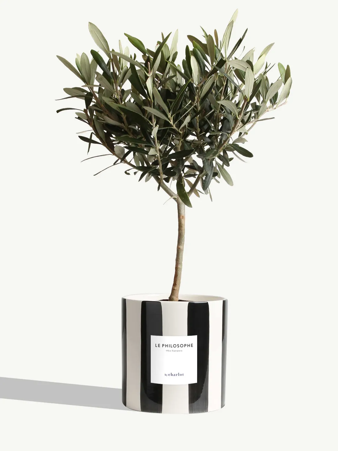 By Charlot Le Philosophe plante pot M olivier