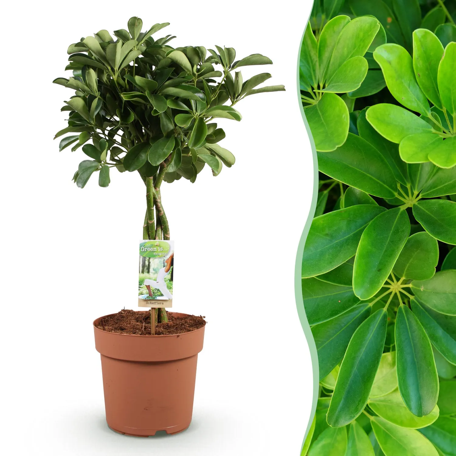 Plant and Stories Nora schefflera plante d'intérieur 70 cm lustré