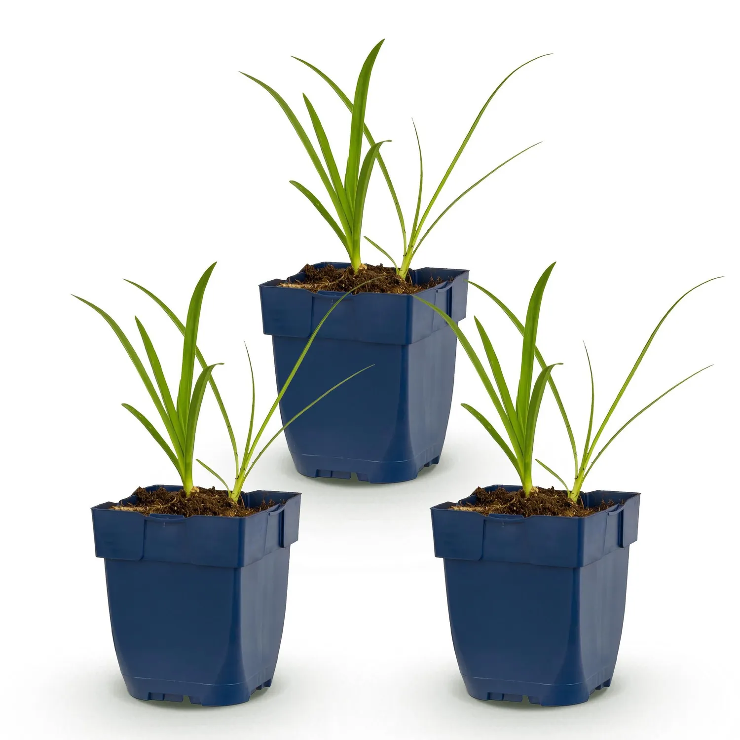 Plant and Stories Agapanthe Albus vivace 1 plant blanche