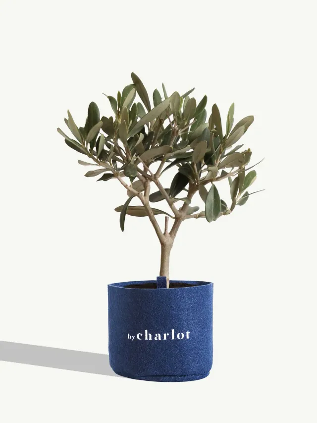 By Charlot Le Philosophe recharge olivier 10 cm